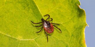 Як врятувати себе від нападів кліщів під час літнього сезону 