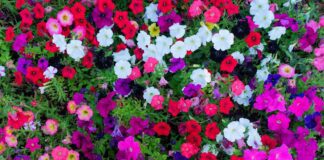 Експерти розповіли, як взимку доглядати за пеларгонією