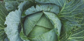 Городники назвали найкращі методи вирощування капусти