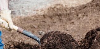 Родючість зросла до максимуму, а моєї роботи мінімум: розпушила землю цим добривом