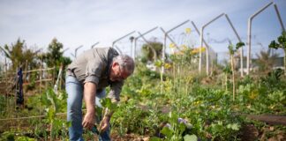 Садівники назвали найкращі методи боротьби з бур'янами