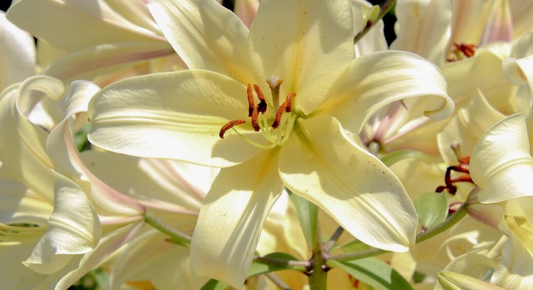 Саджаю квіти в горщику аж до кінця січня: моє 1 єдине правило посадки діє виключно для лілій 