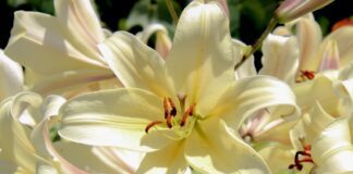 Садівники назвали перевірений спосіб посадки лілій у січні 