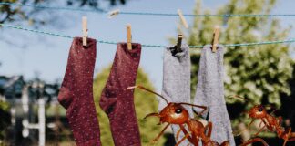 Садівники назвали найкращий метод боротьби з мурахами