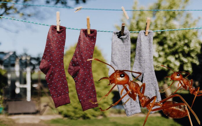Садівники назвали найкращий метод боротьби з мурахами Садівники назвали найкращий метод боротьби з мурахами