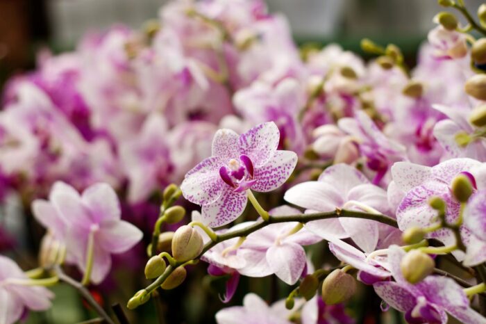 Золоті правила по догляду за орхідеями від першокласних флористів