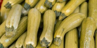 Дачники поділились рецептом добрива для кабачків для хорошого росту