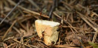 Як позбутися мурах на городі