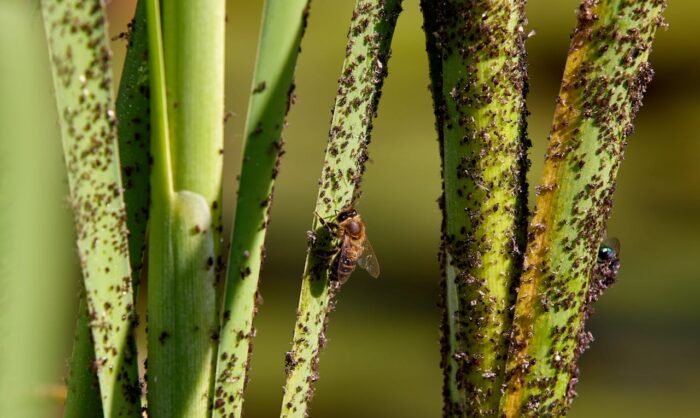 Садівники назвали найкращі методи боротьби з мурахами і попелицею