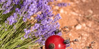 Садівники назвали найкращі методи боротьби з мурахами