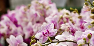 Як розможувати орхідею шляхом живцювання