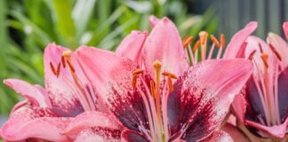 Золоті правила по догляду за ліліями від першокласних садівників