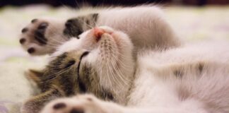 Як прибирати вдома пил та шерсть якісно та швидко  