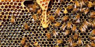 Городники розповіли, як використовувати мед на городі