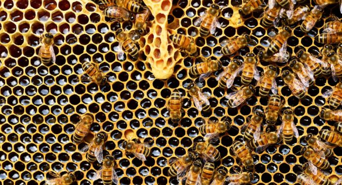 Як бджоляр Микола Михайлович перевіряє якість меду шматочком паперу: цікаві способи виявити поганий мед 