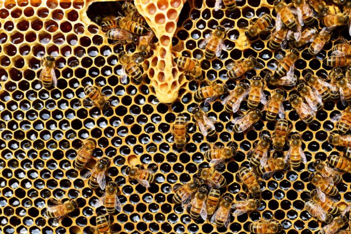 Перевіряємо мед на якість у домашніх умовах: поради бджолярів