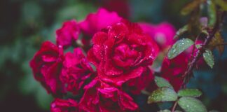 Підживлюємо троянди правильно: поради спеціалістів