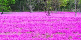 Садівник розповів, які 5 квітів без мороки зроблять з клумби шедевр