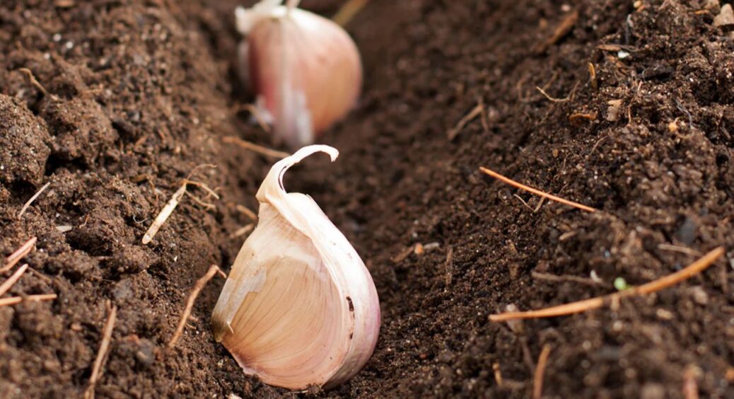 Часник буде в міру гострий і розміром з кулак: дала цю копієчну підкормку і сусідам порадила. Ще подякують 