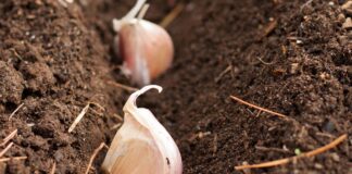 Найкраще добриво для часнику навесні