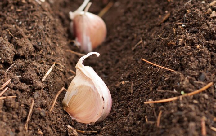 Найкраще добриво для часнику навесні