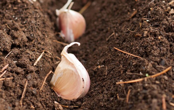 Найкраще добриво для часнику навесні