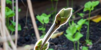 Найкращий укорінювач для живців