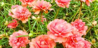 Прості у догляді сорти квітів для саду