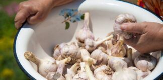 Що посадити з часником