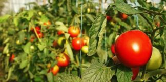 Найкраща підкормка для помідорів