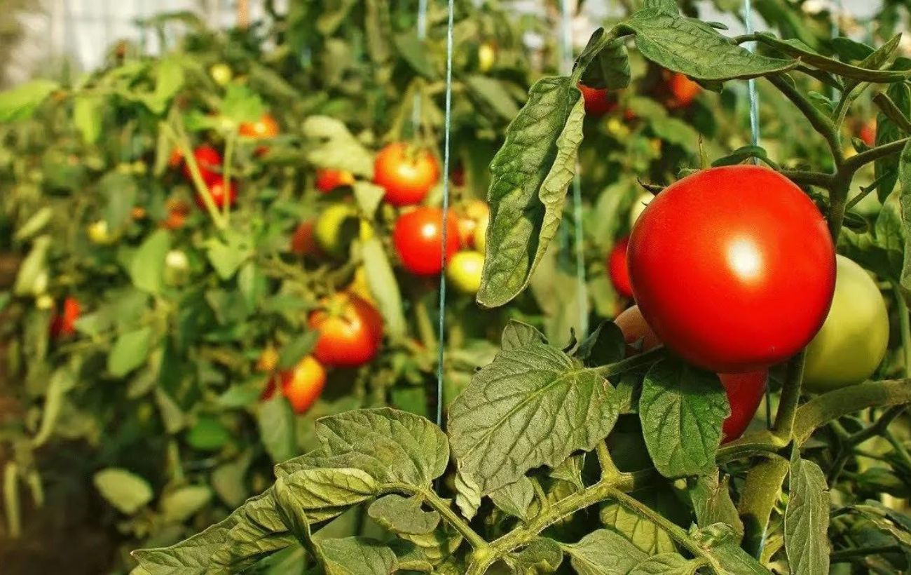 Найкраща підкормка для помідорів