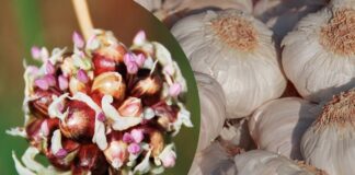 Як виростити часник із бульбочок