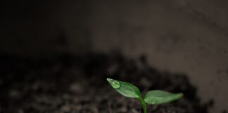 Експерти розповіли, як визначити, що ґрунт добре прогрівся