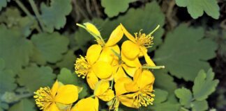 Як боротися з колорадським жуком за допомоги чистотілу 