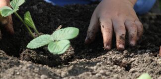 Справи на городі у квітні 2024