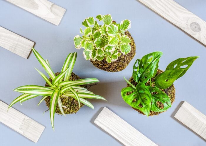 Експерти розповіли, як правильно допомогти кімнатним рослинам рости й розвиватись краще