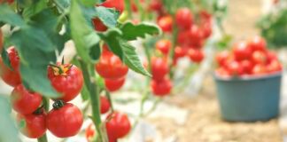 Чим можна підживити розсаду перців 