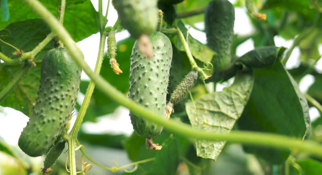 За ним полюють усі городники. Найкращий сорт ранньостиглих огірків: починає плодоносити вже на 45-й день 