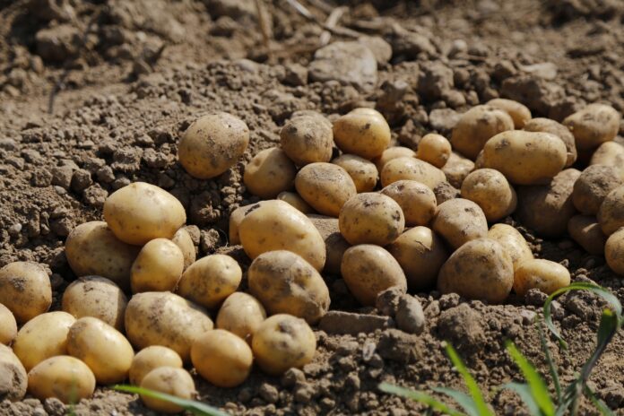 Городники розповіли секрет при посадці картоплі для врожаю