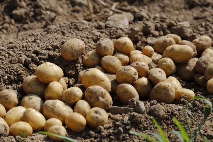 Експерти розповіли, що додати в лунку з картоплею для кращої врожайності та смачних плодів