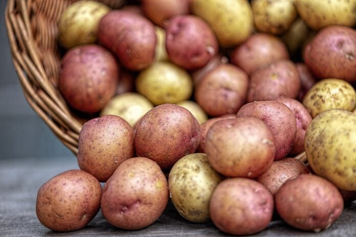 Як садити картоплю в лунки