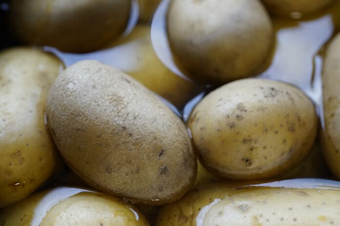 Як правильно проростити картоплю