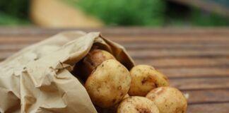 Коли садити картоплю