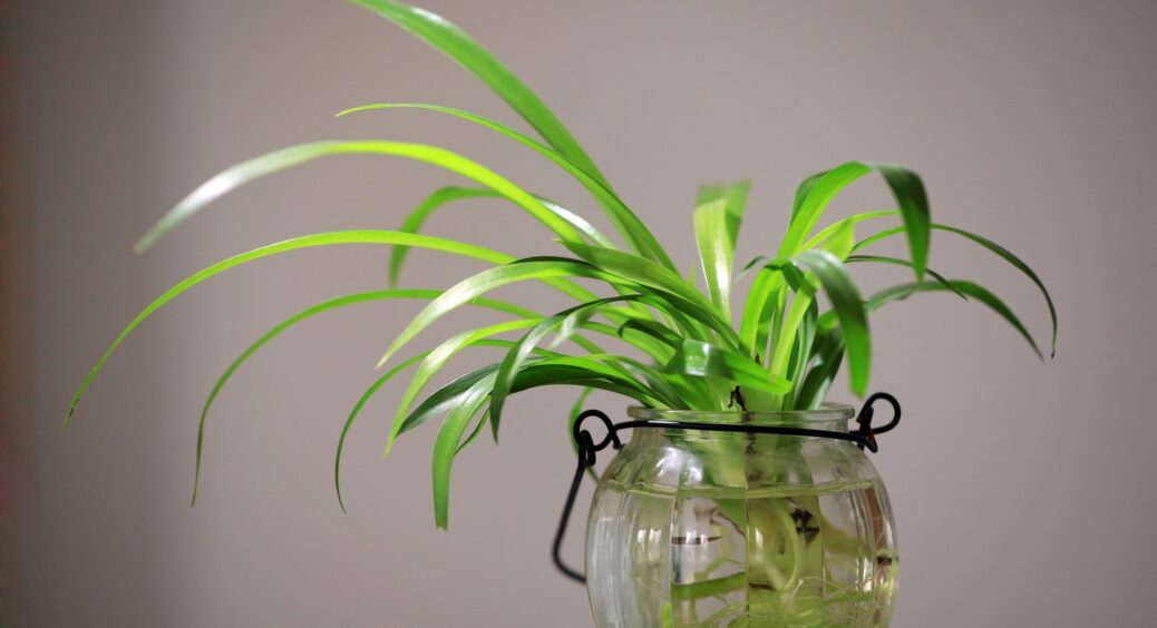 Бабусина “жива вода” – найкраще добриво для кімнатних рослин: квіти скажуть вам “дякую” за таку турботу 