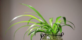 Як підгодувати кімнатні рослини