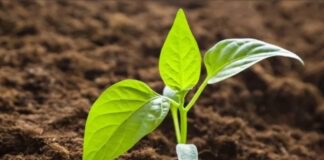 Як підживити розсаду яєчною шкаралупою для рясного врожаю