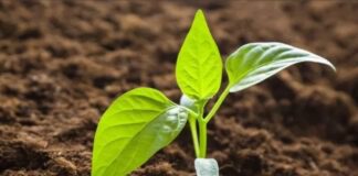 Експерти назвали ефективні методи пророщування насіння