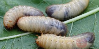 Експерти розповіли, як позбутися бронзівки у компості