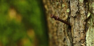 Садівники розповіли, як правильно дбати про кору дерев 