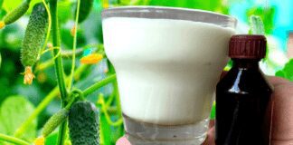 Садівники розповіли про потужне добриво для розсади на городі